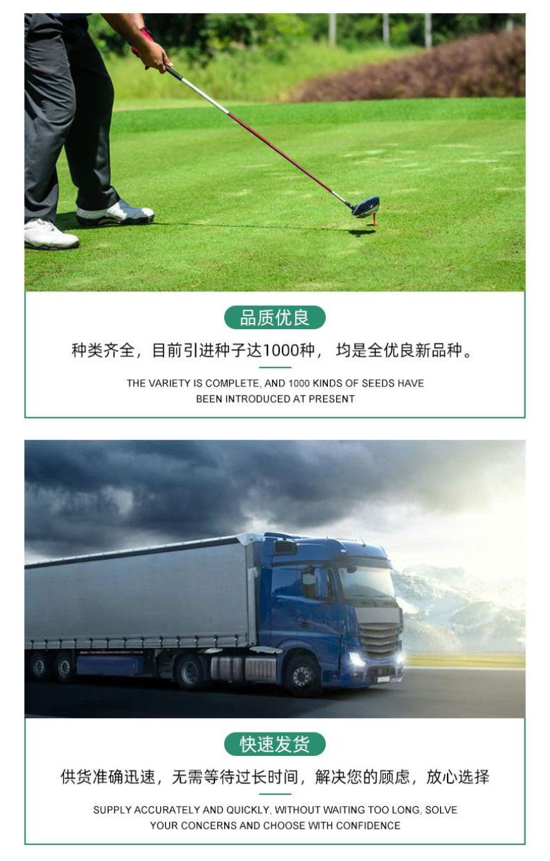 草坪种子紫羊茅种子进口优质新货供应量大优惠