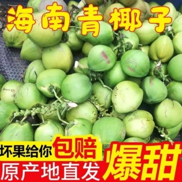 海南琼海带皮椰青个头饱满圆润皮质净亮，保证够个数无误差。