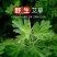 厂家直供艾条家用杀菌消毒室内净化空气防虫驱蚊