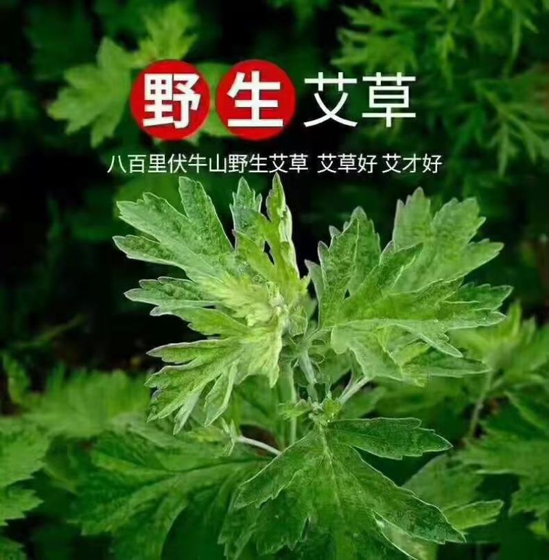 厂家直供艾条家用杀菌消毒室内净化空气防虫驱蚊