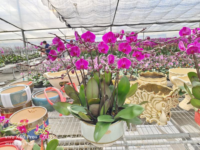 【兰花】精品蝴蝶兰基地批发无中间商可视频看货欢迎选购