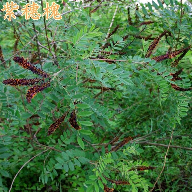 紫穗槐种子灌木护坡种籽多年生耐瘠耐水湿耐轻度盐碱土牧草种