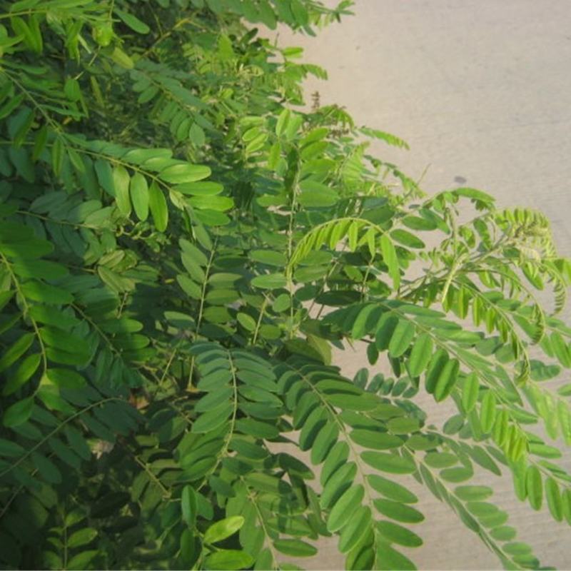 紫穗槐种子灌木护坡种籽多年生耐瘠耐水湿耐轻度盐碱土牧草种