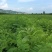 紫穗槐种子灌木护坡种籽多年生耐瘠耐水湿耐轻度盐碱土牧草种