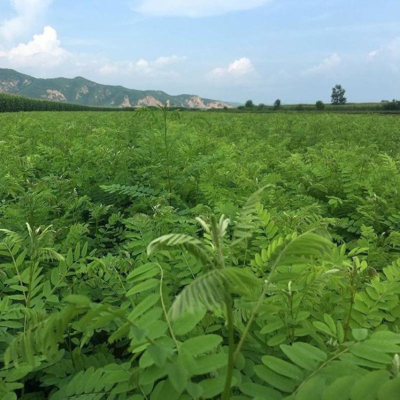 紫穗槐种子灌木护坡种籽多年生耐瘠耐水湿耐轻度盐碱土牧草种