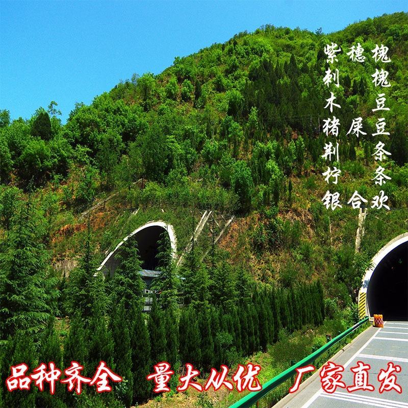 紫穗槐种子灌木护坡种籽多年生耐瘠耐水湿耐轻度盐碱土牧草种