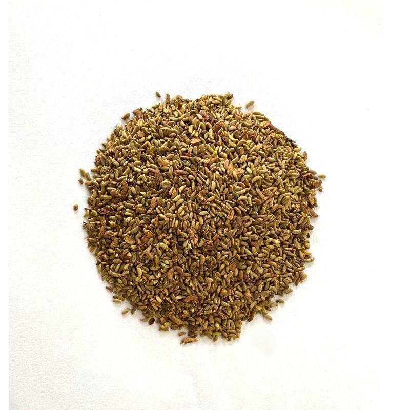 紫穗槐种子灌木护坡种籽多年生耐瘠耐水湿耐轻度盐碱土牧草种
