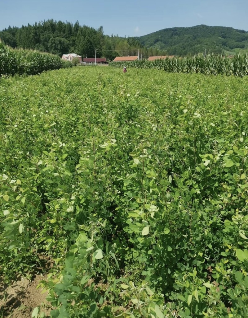 产地批发二色胡枝子，饱满芽率高纯新货