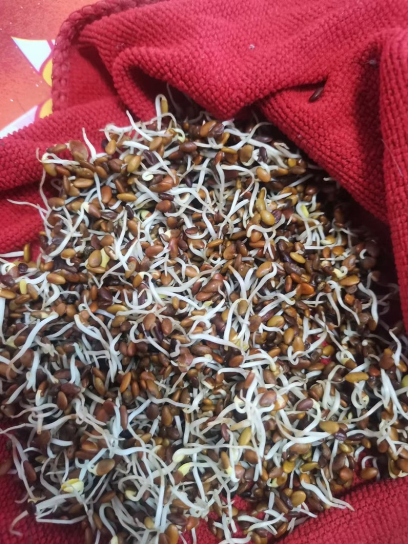 产地批发二色胡枝子，饱满芽率高纯新货