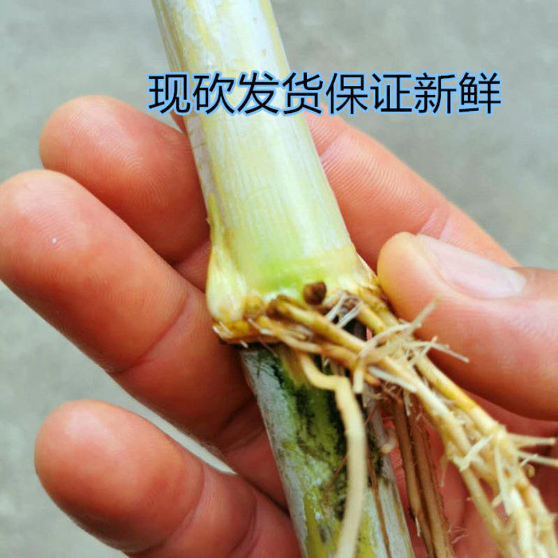 高产皇竹草、台湾甜象草、巨菌草、快递包邮有种植资料