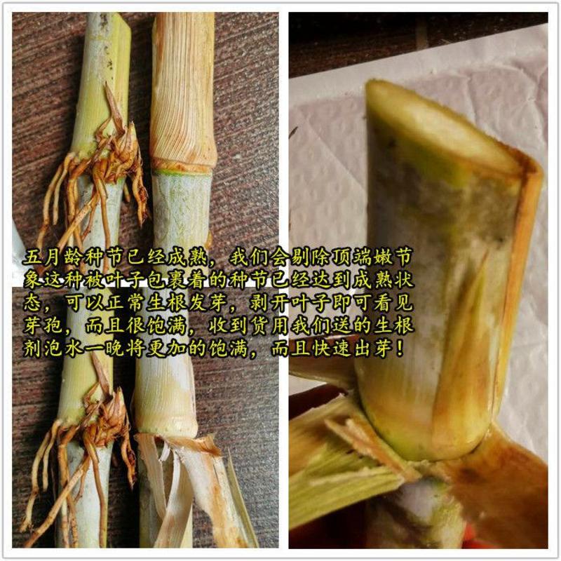 高产皇竹草、台湾甜象草、巨菌草、快递包邮有种植资料