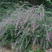 护坡灌木种子美丽胡枝子二色胡枝子种子花卉林木种子牡荆种子