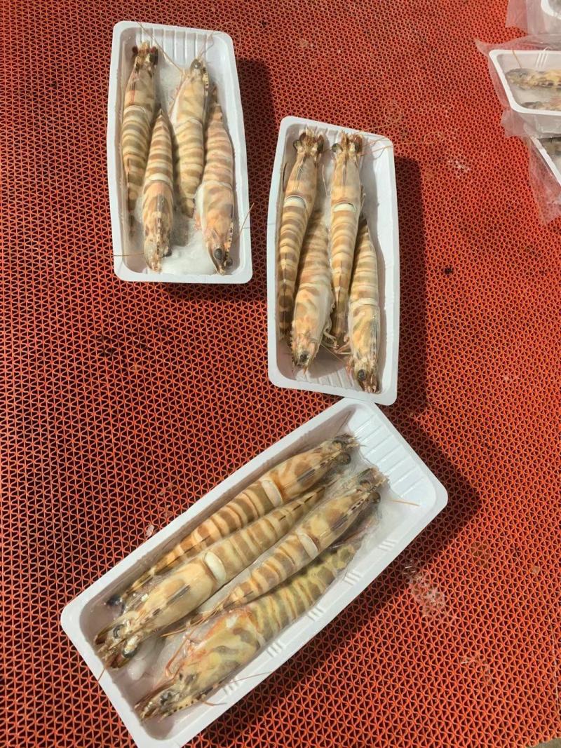 天然大花虾，个头大，新鲜，液淡冻，厂家直销，一手货源