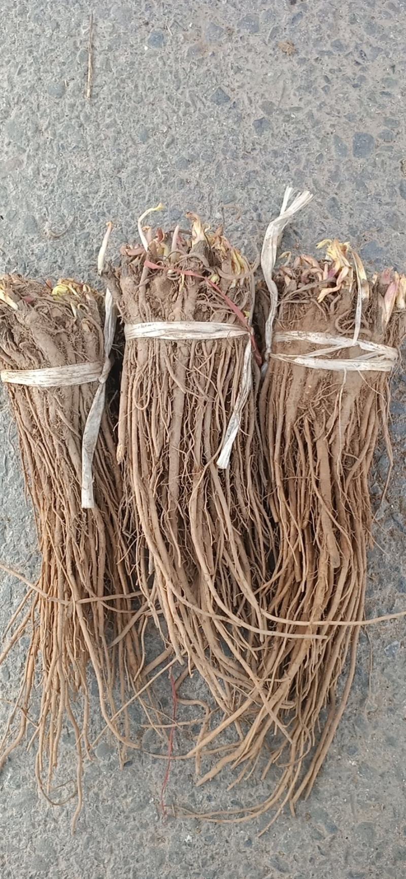 羌活苗，羌活苗子，羌活种苗，黑药苗子。