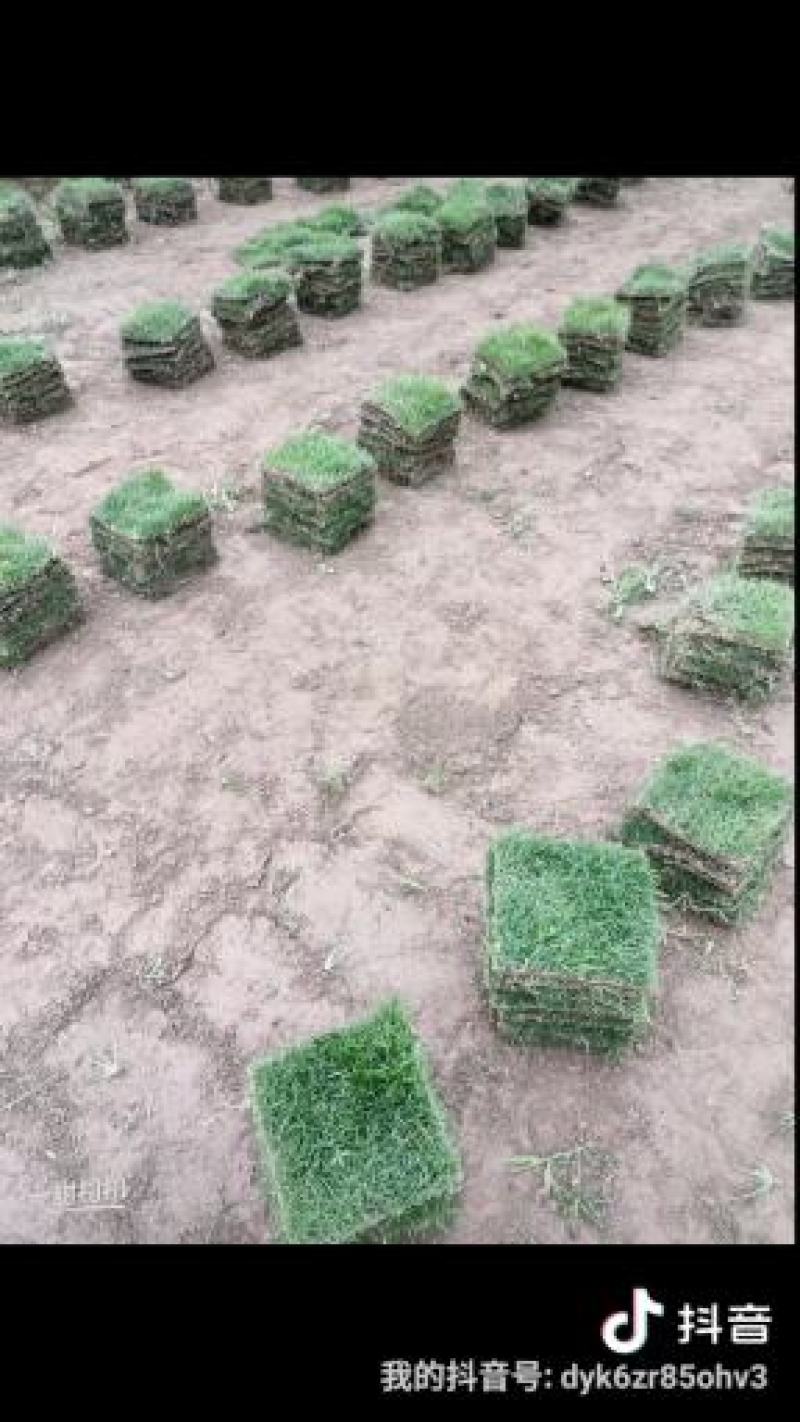 马尼草皮货源充足量大从优可以长期合作