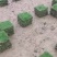马尼草皮货源充足量大从优可以长期合作