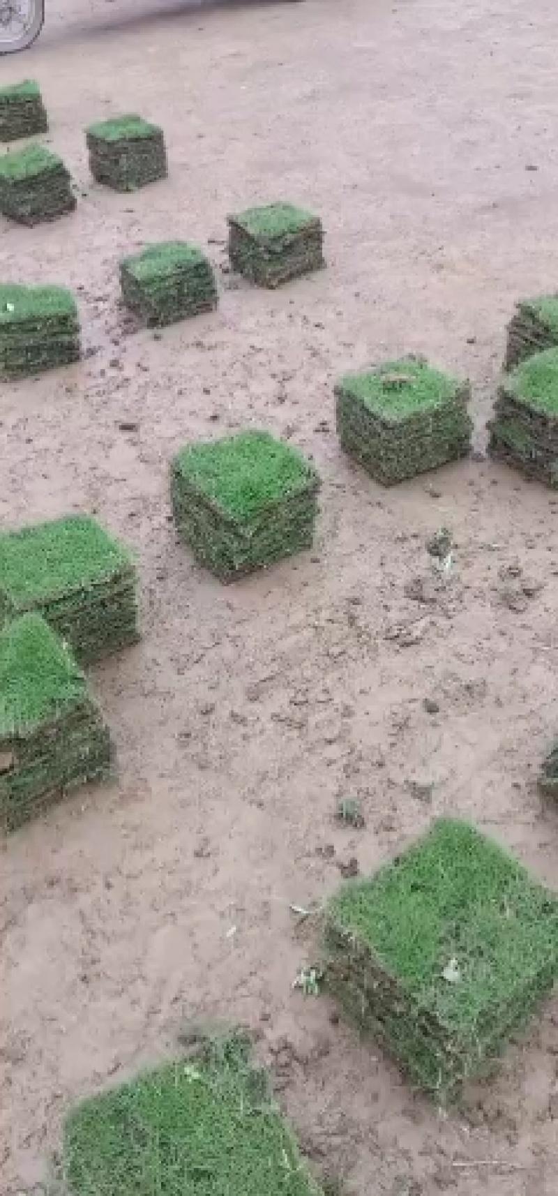 马尼草皮货源充足量大从优可以长期合作