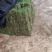 马尼草皮货源充足量大从优可以长期合作