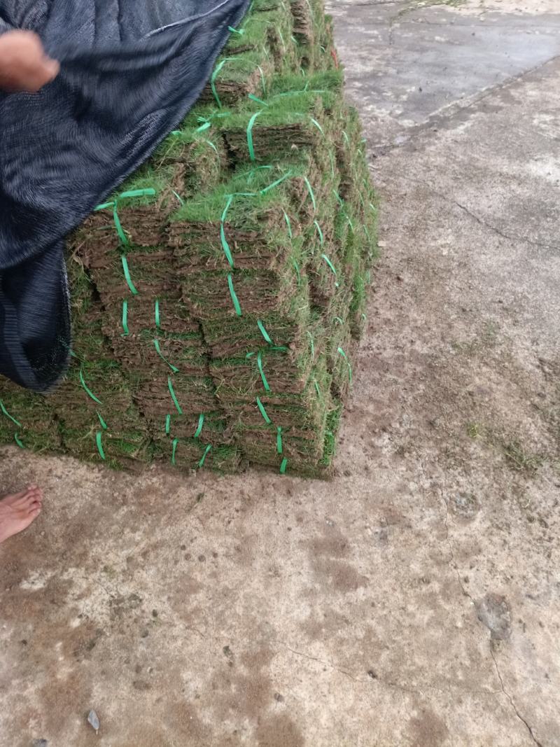 马尼草皮货源充足量大从优可以长期合作