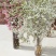 雪柳干枝枯木逢春干枝遇水开花农户直销