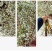雪柳干枝枯木逢春干枝遇水开花农户直销