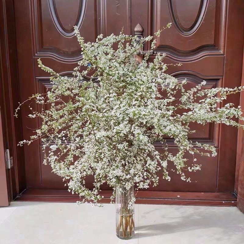 雪柳干枝枯木逢春干枝遇水开花农户直销
