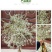 雪柳干枝枯木逢春干枝遇水开花农户直销