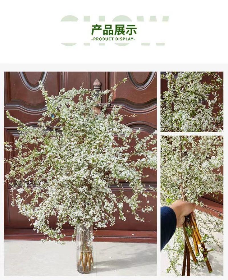 雪柳干枝枯木逢春干枝遇水开花农户直销
