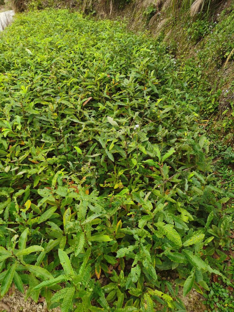 麻栗苗