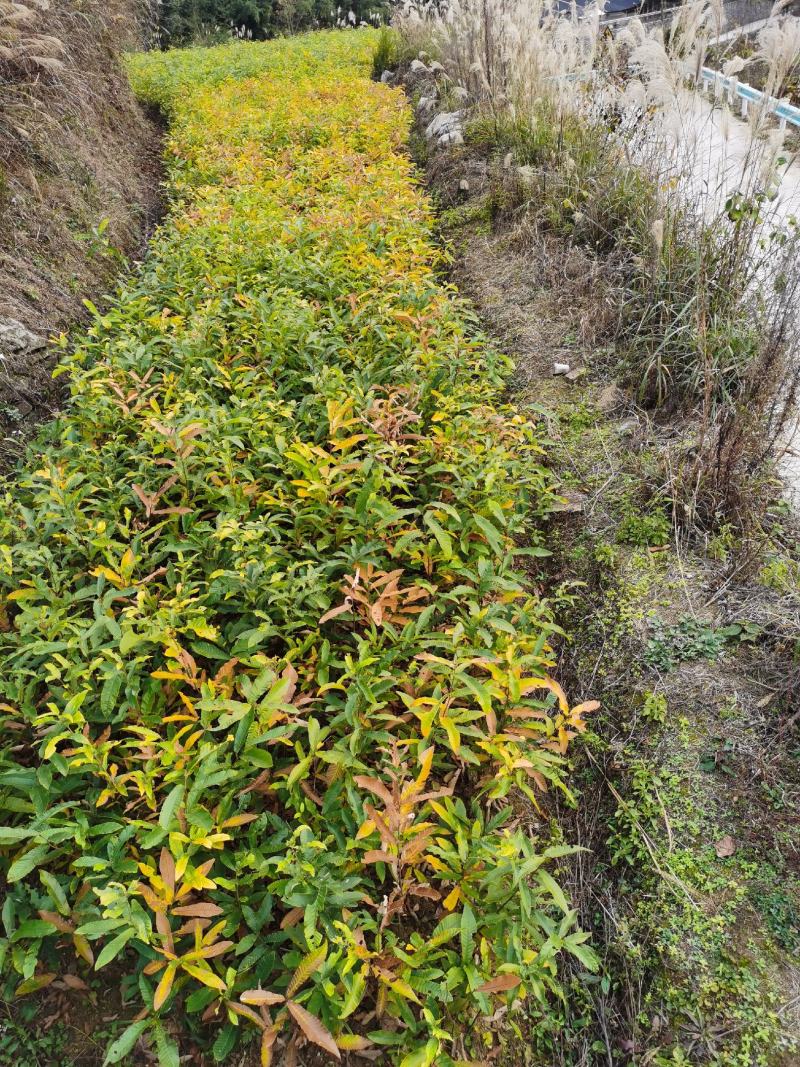 麻栗苗