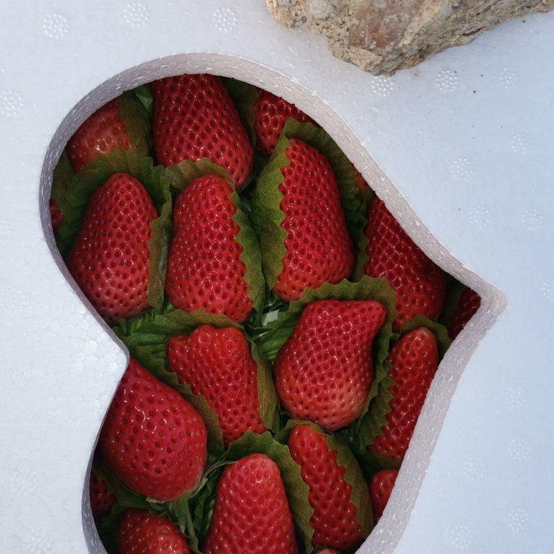 草莓，甜宝草莓大量上市质优囗感好诚信代购批发