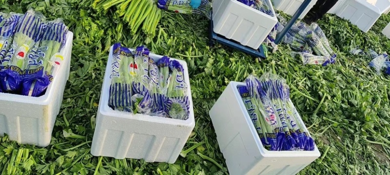 山东菏泽西芹基地直供大量有货品质保证一手货源