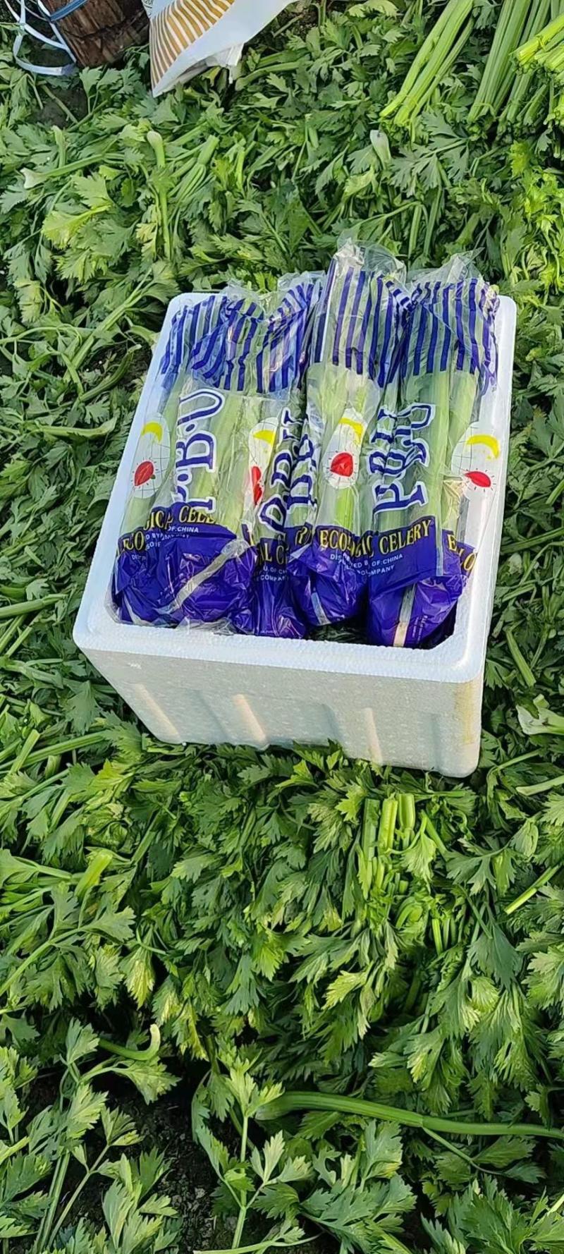 山东菏泽西芹基地直供大量有货品质保证一手货源