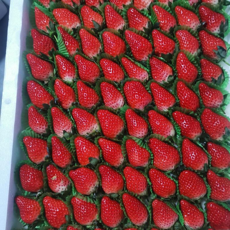 草莓，甜宝草莓大量上市质优囗感好诚信代购批发