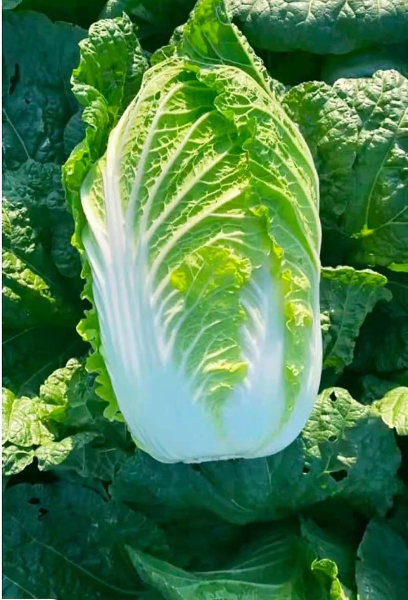 城固县：白菜（义和秋大白菜）貭量高颜色绿产地直销货源充足