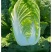 城固县：白菜（义和秋大白菜）貭量高颜色绿产地直销货源充足
