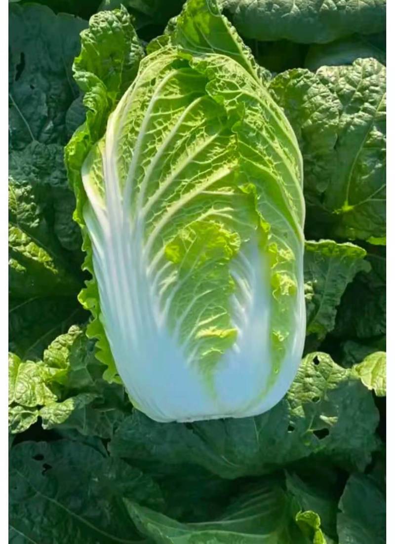 城固县：白菜（义和秋大白菜）貭量高颜色绿产地直销货源充足