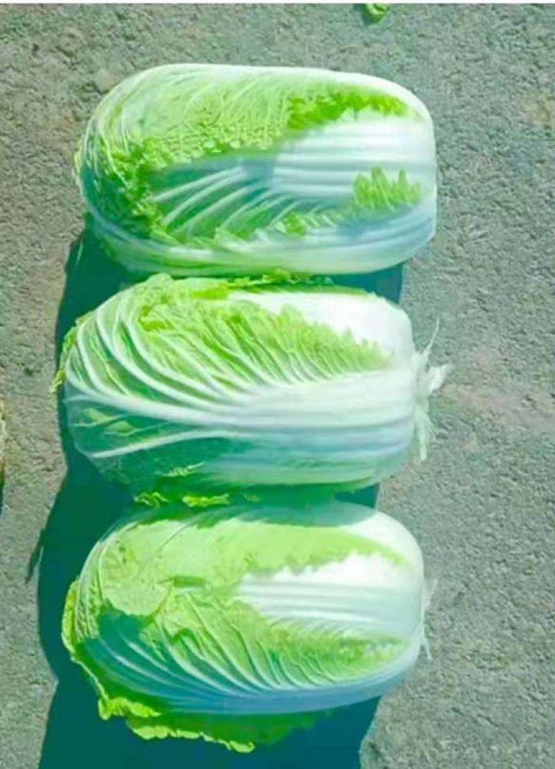 城固县：白菜（义和秋大白菜）貭量高颜色绿产地直销货源充足