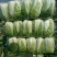 城固县：白菜（义和秋大白菜）貭量高颜色绿产地直销货源充足