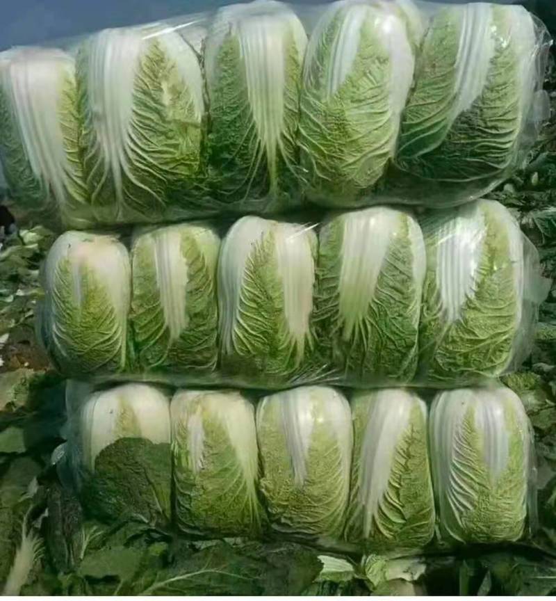 城固县：白菜（义和秋大白菜）貭量高颜色绿产地直销货源充足