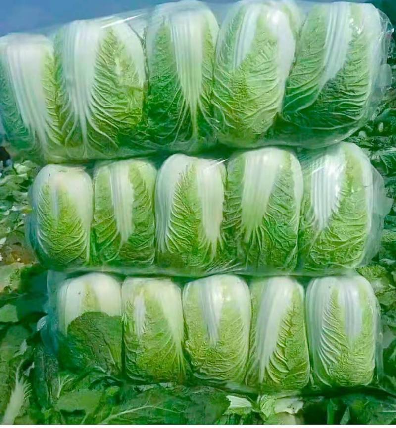 城固县：白菜（义和秋大白菜）貭量高颜色绿产地直销货源充足