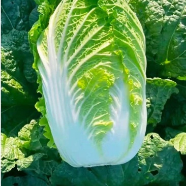 城固县：白菜（义和秋大白菜）貭量高颜色绿产地直销货源充足