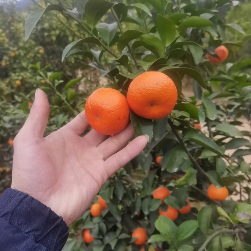 精品广西荔浦砂糖橘皮毛光亮口感包甜无渣无核保质量