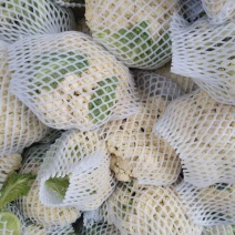 白面青梗花菜常年供应各种季节性蔬菜