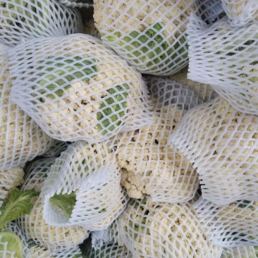 白面青梗花菜常年供应各种季节性蔬菜