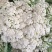 白面青梗花菜常年供应各种季节性蔬菜