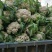 白面青梗花菜常年供应各种季节性蔬菜
