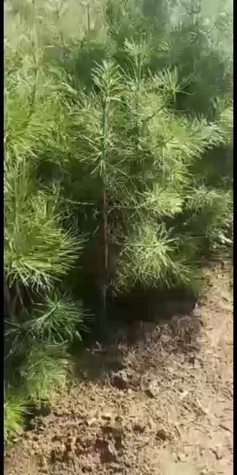松树苗白皮松杯苗16到18基地直供货源充足欢迎来电