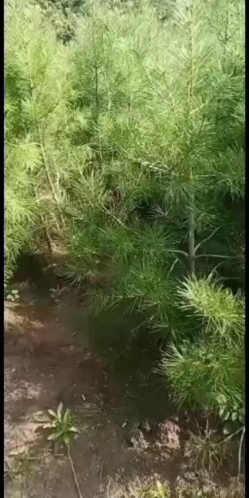 松树苗白皮松杯苗16到18基地直供货源充足欢迎来电