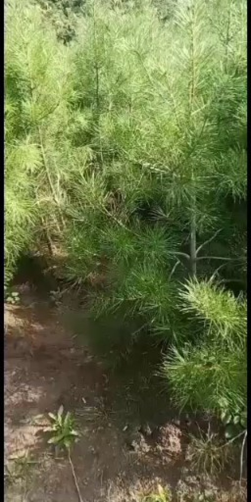 松树苗白皮松杯苗16到18基地直供货源充足欢迎来电